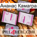 Ананас Камагра 33